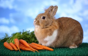 easter-bunny-carrots